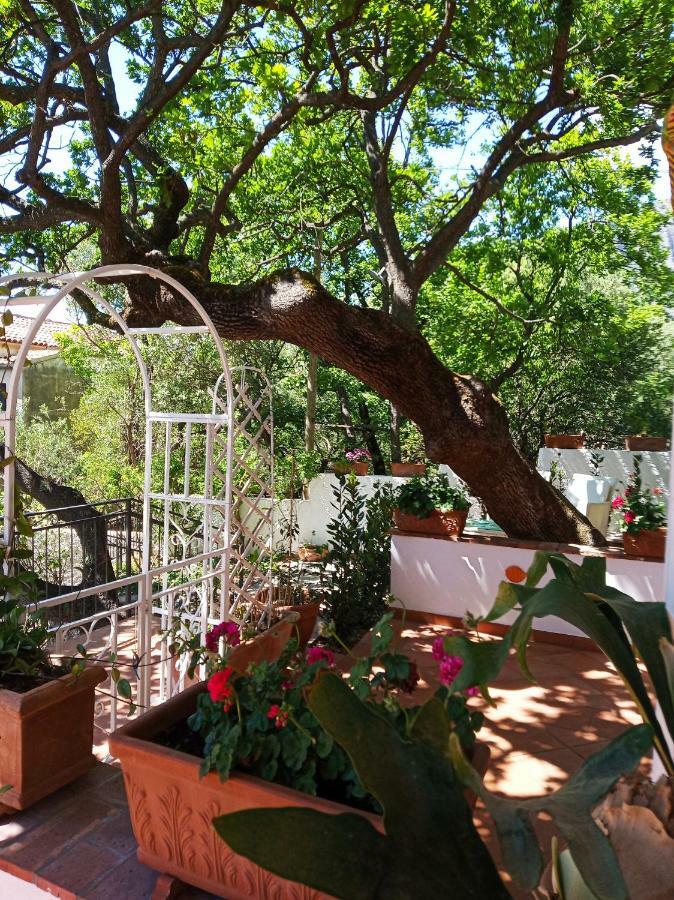 B&B La Casa Del Gelso Acquafredda Luaran gambar